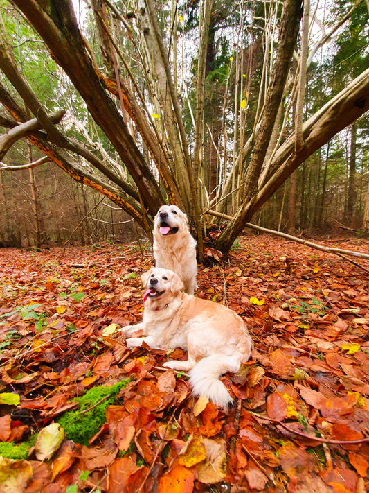 Someone who didn't have a dog overlooked a wonderful part of life.